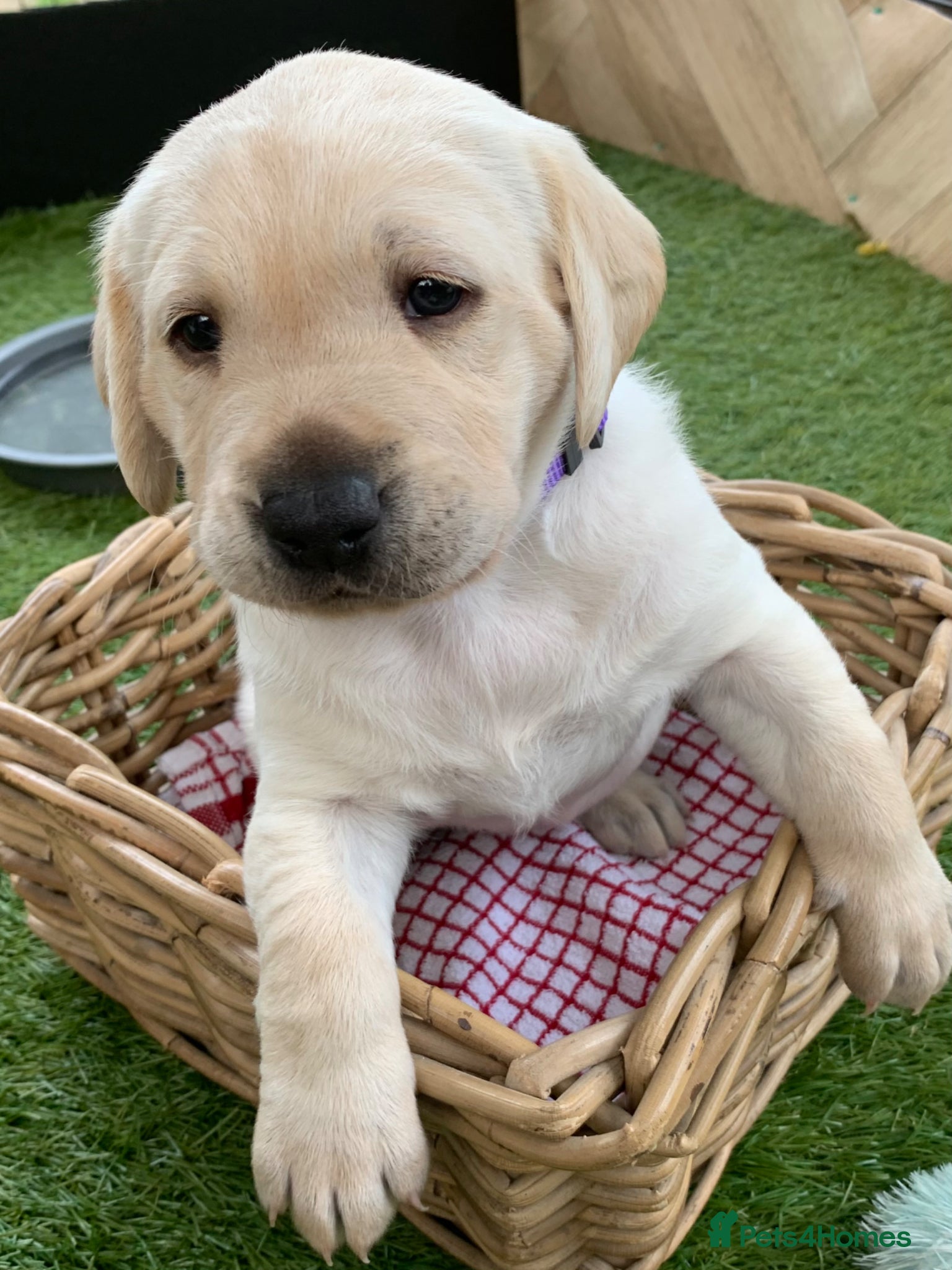 Labrador Retriever dogs for sale: Labrador puppies for sale in Scunthorpe - Advert 1