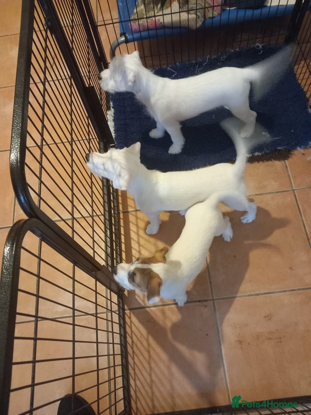 Parson Russell dogs for sale: Parson Russell Terrier pups - Advert 3