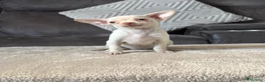 Chihuahua 2