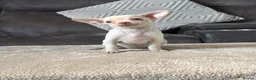 Chihuahua dogs for sale: Chihuahua puppy’s  - Advert 14