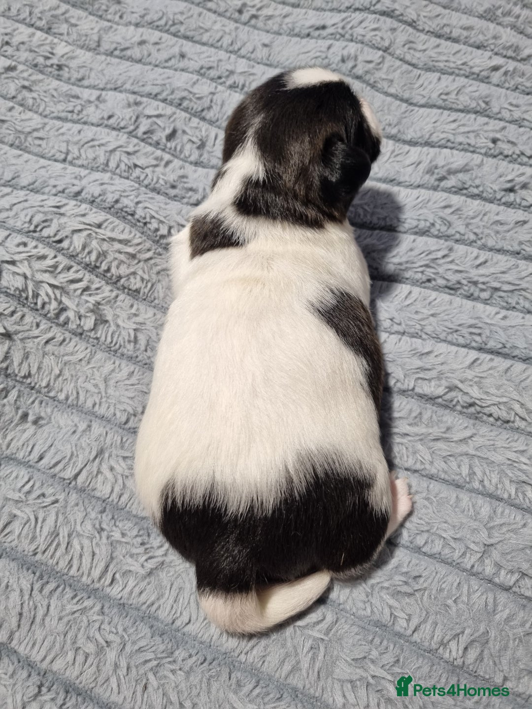 Jack Russell dogs for sale: Jack Russell X Shih Tzu Puppies - Advert 21