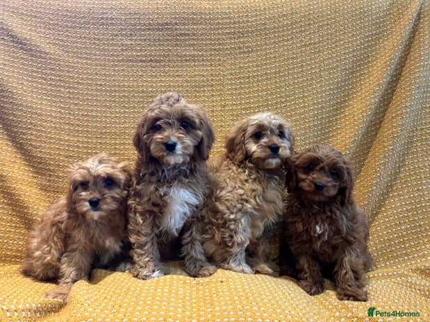 Miniature Cavapoo puppies for sale | Pets4Homes