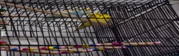 Budgerigars birds for sale: Femal and male budgies in Bristol - Advert 5