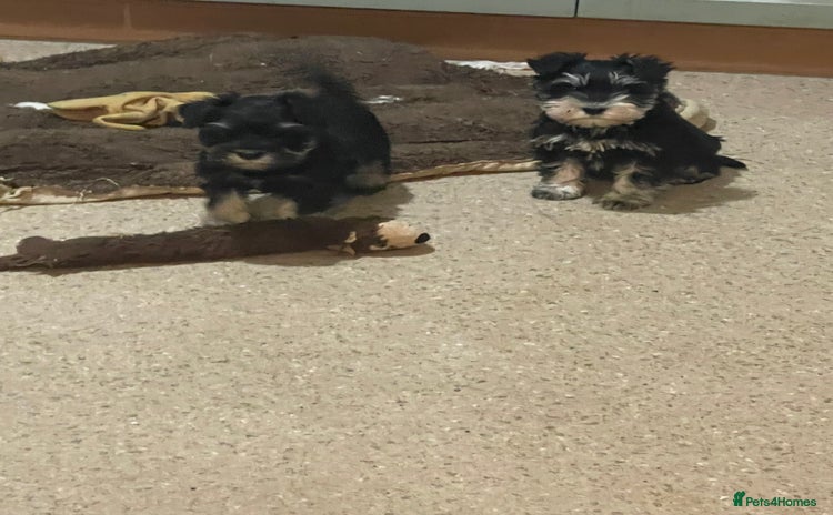Miniature Schnauzer dogs - Advert 1