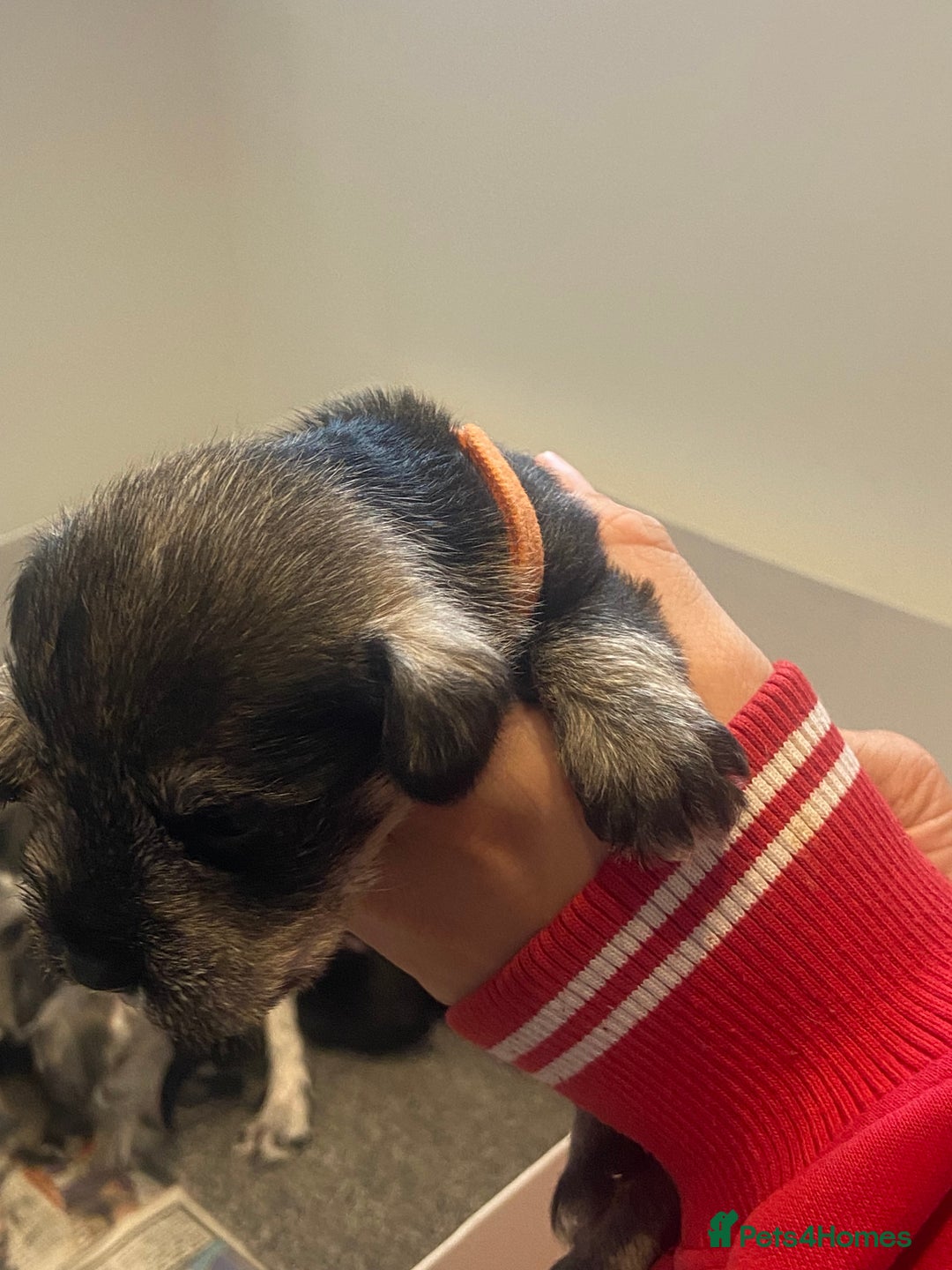 Miniature Schnauzer dogs for sale:  black Miniature schnauzer girl pup kc reg - Image 10