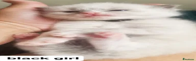 Ragdoll 4