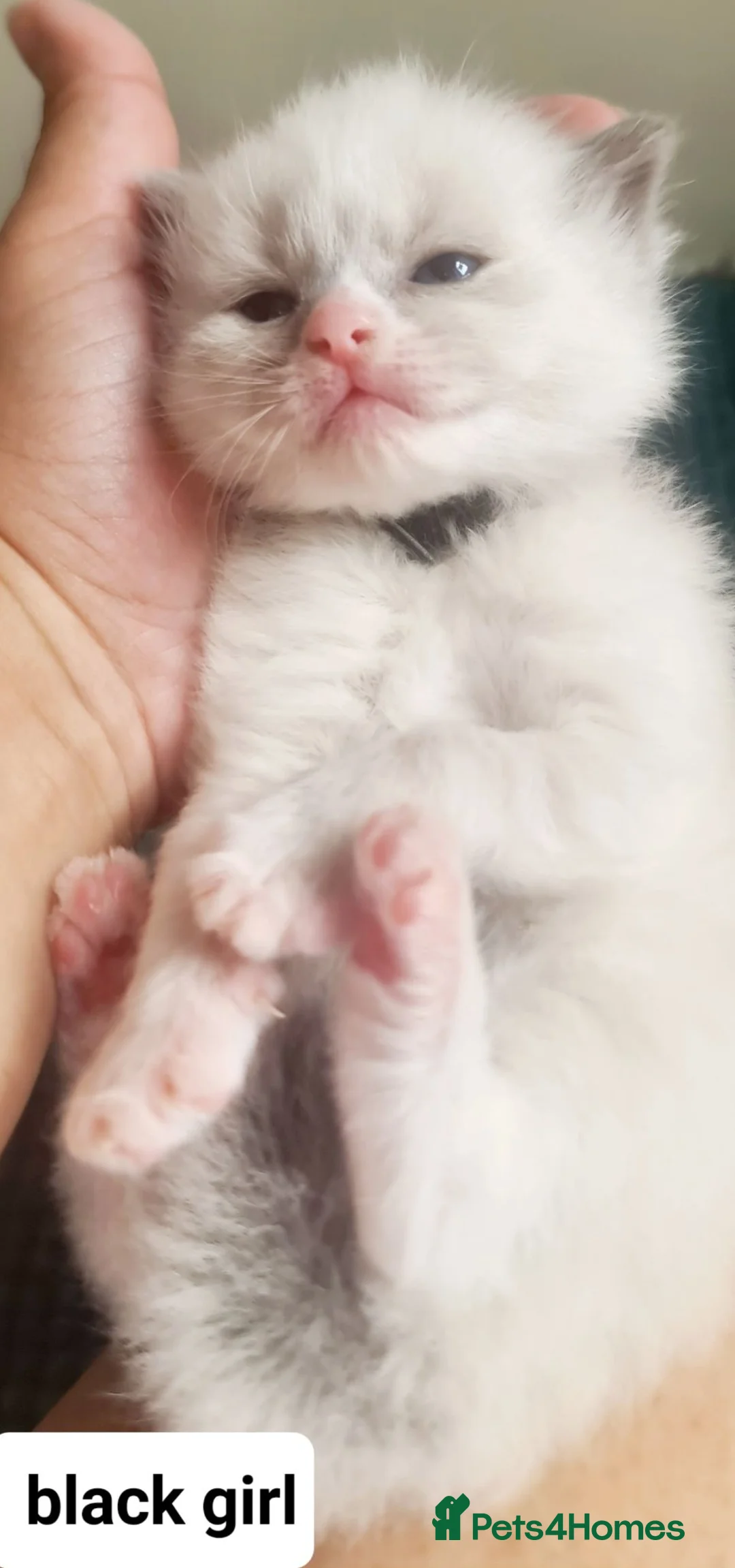 Ragdoll cats for sale: Ragdoll kittens for sale  in Leicester - Advert 21
