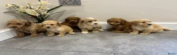 Coton De Tulear dogs for sale: COTON NOODLES puppies ready now  - Advert 3