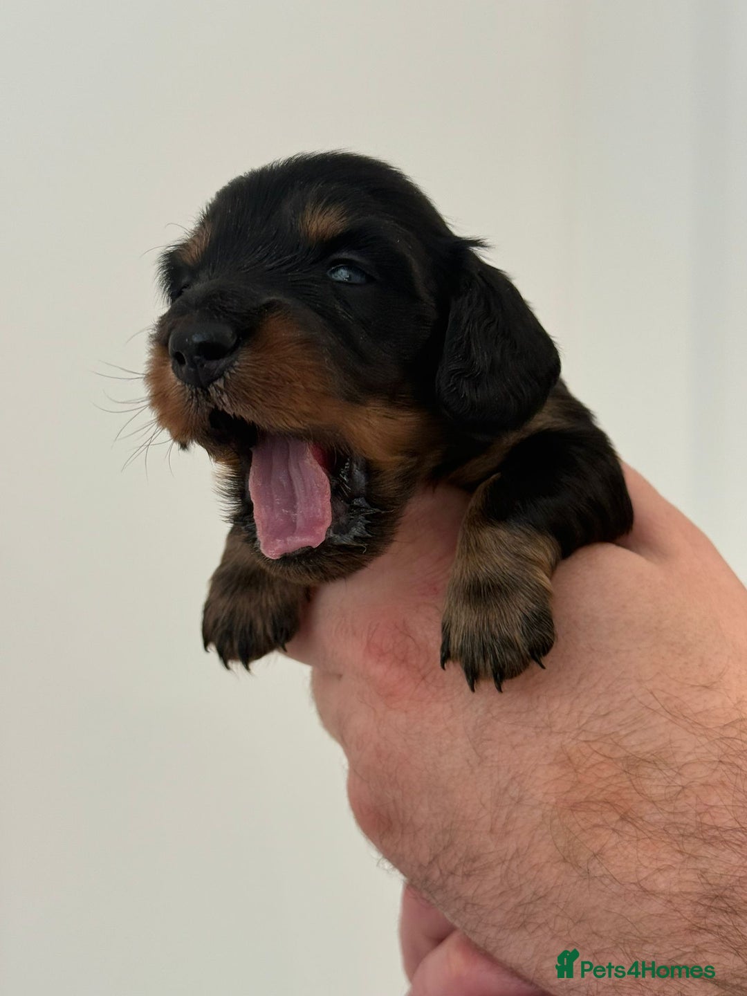 Miniature Dachshund dogs for sale: Black and Tan Miniature Daschund  - Advert 11
