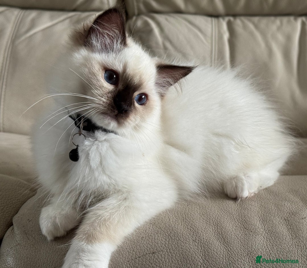 Siamese Birman Ragdoll Mix Kittens For Sale Pets4homes Ragdoll