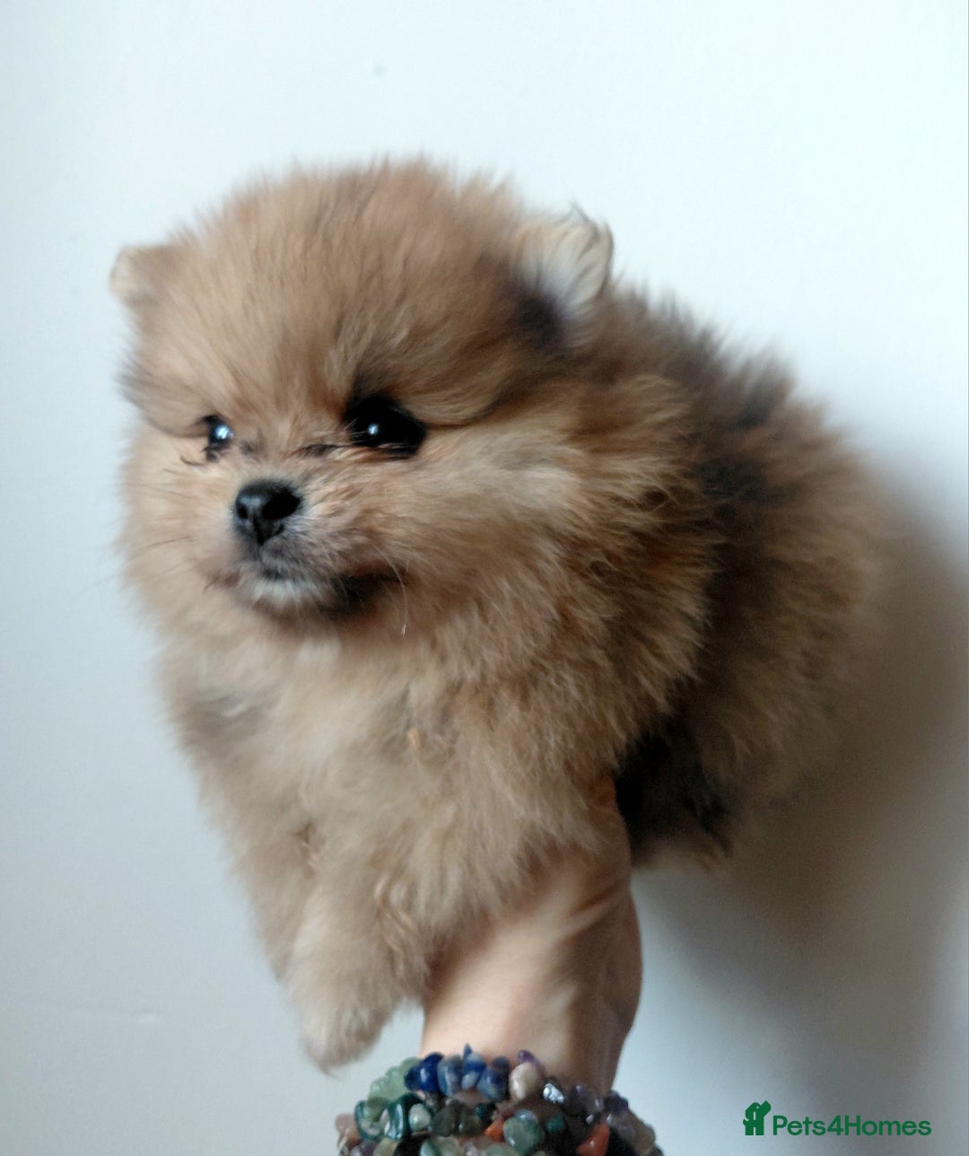 Pomeranian dogs for sale: Pomeranian puppies  - Advert 37