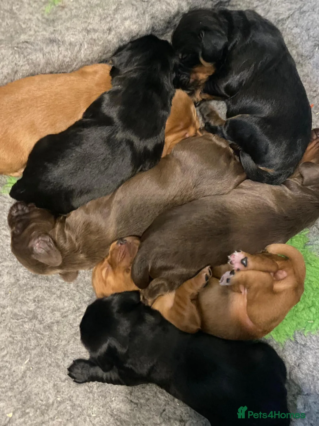 Cocker Spaniel dogs for stud: Sweet natured & handsome cocker stud dog in Bristol - Advert 11