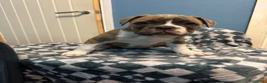 Dorset Olde Tyme Bulldogge Puppy 1