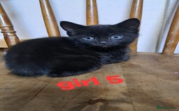 Mixed Breed cats for sale: Sweet Scottish mix kittens in Sutton - Image 1