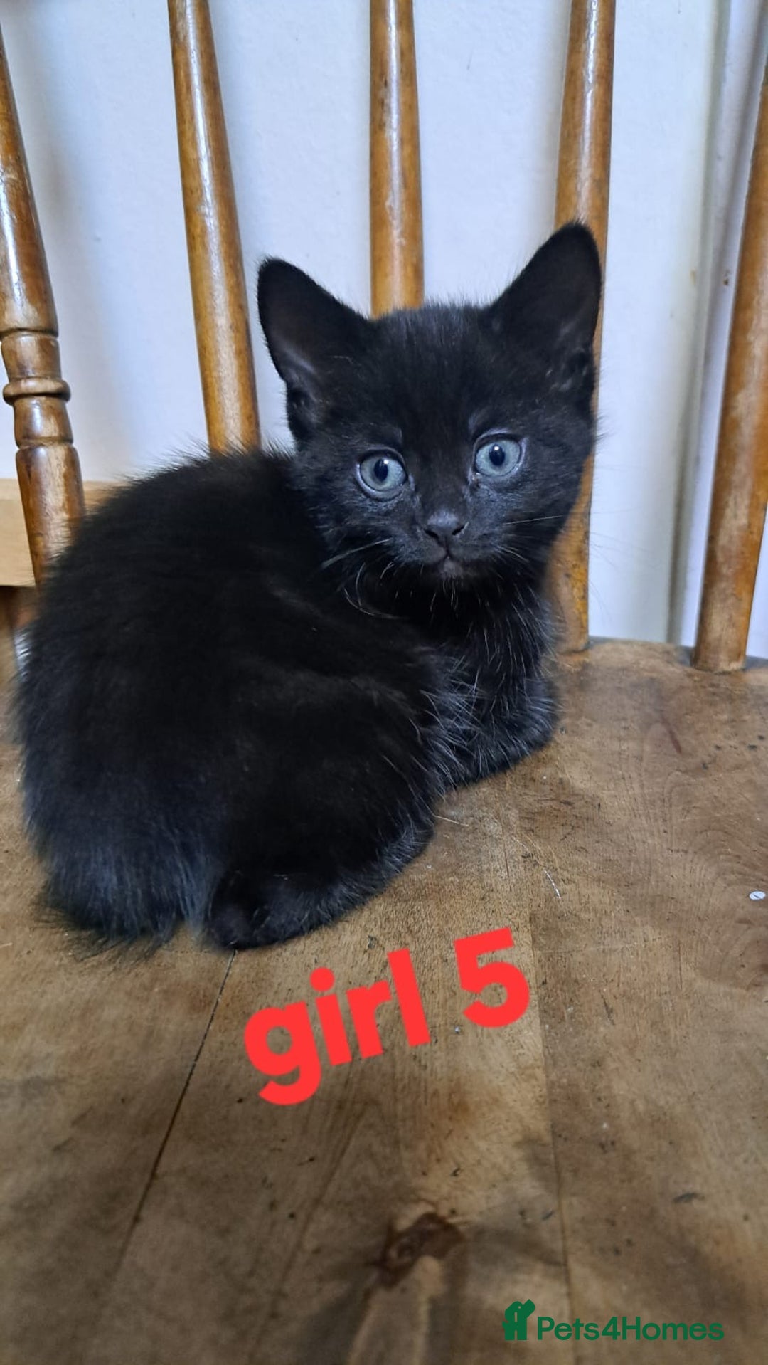 Mixed Breed cats for sale: Sweet Scottish mix kittens in Sutton - Image 1