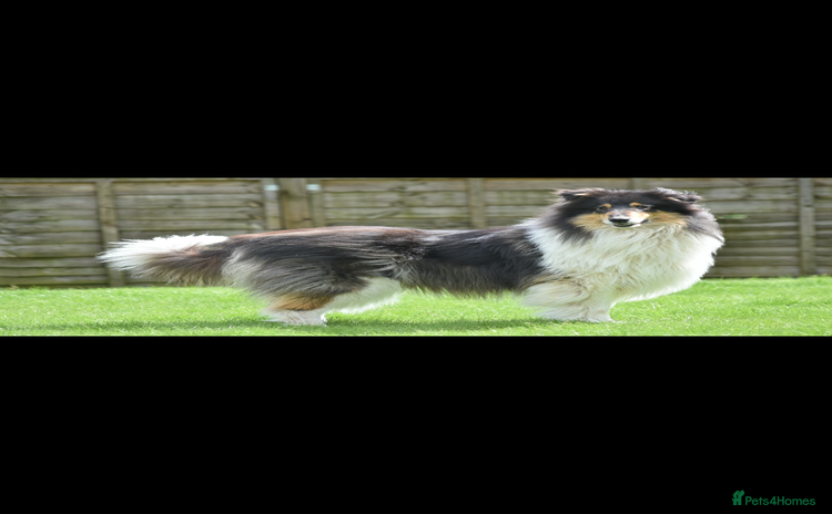 Rough Collie dogs - Advert 1