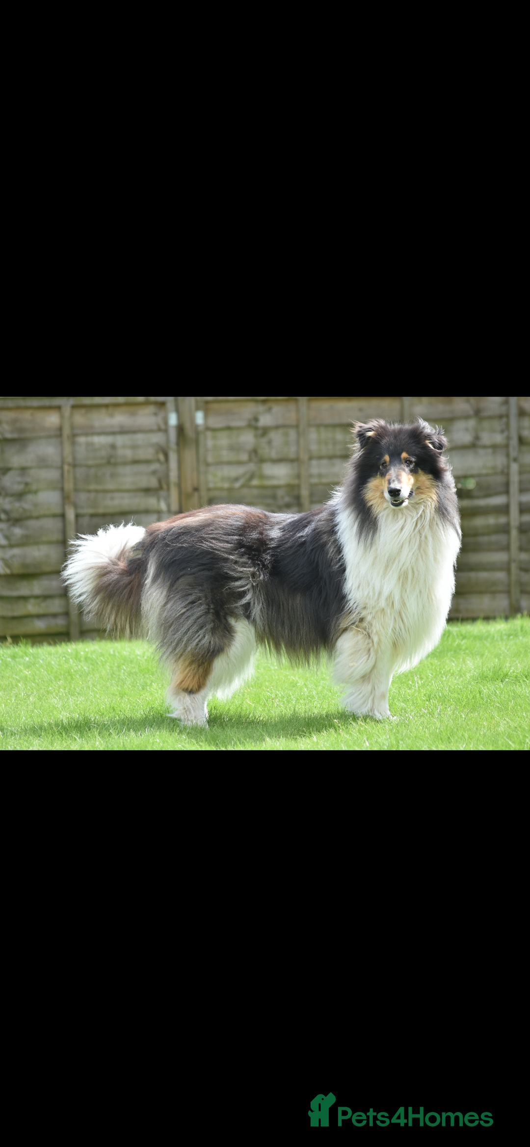 Rough Collie dogs for sale: Kc registered rough collie puppies  - Advert 7