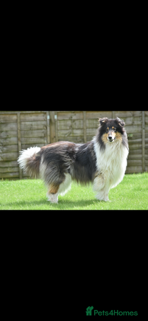 Rough Collie dogs - Advert 1