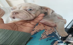 French Bulldog dogs for sale: Stunning boys  - Image 6