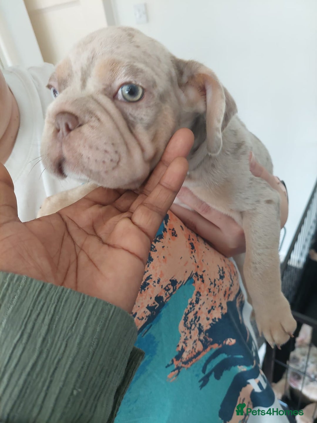 French Bulldog dogs for sale: Stunning boys  - Image 6