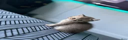 British Shorthair cats for sale: Rare blue golden  - Advert 6