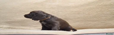 Cocker Spaniel 6