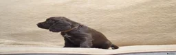 Cocker Spaniel dogs for sale: Chocolate Cocker Spaniel Puppies - Advert 18