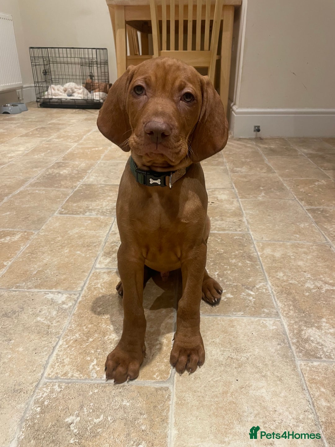 Hungarian Vizsla dogs for sale: 1 male KC registered Hungarian Vizla for sale  - Advert 13