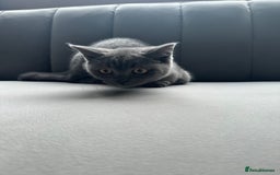 British Shorthair cats for sale: British shorthair for sale - Image 4