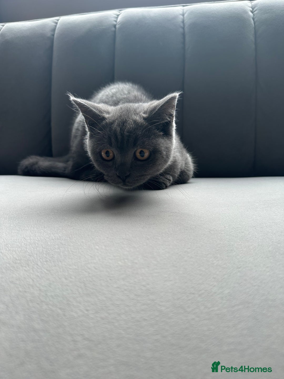 British Shorthair cats for sale: British shorthair for sale - Image 4