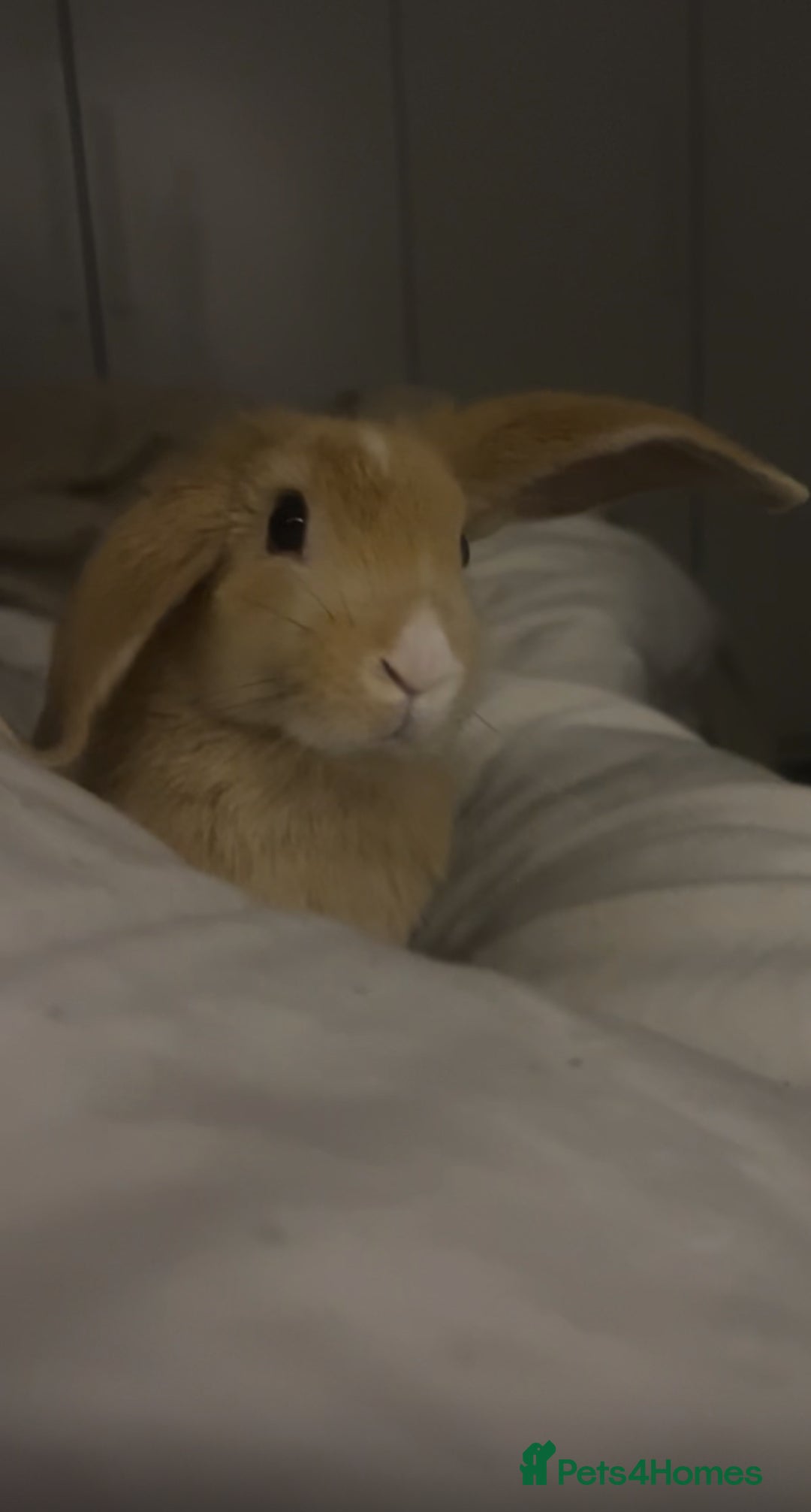 English Lop rabbits for sale: Koazy, cutest lop for sale  - Advert 1