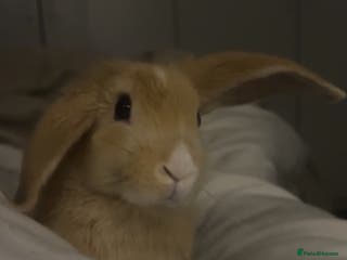 English Lop rabbits Koazy, cutest lop for sale - Advert 1