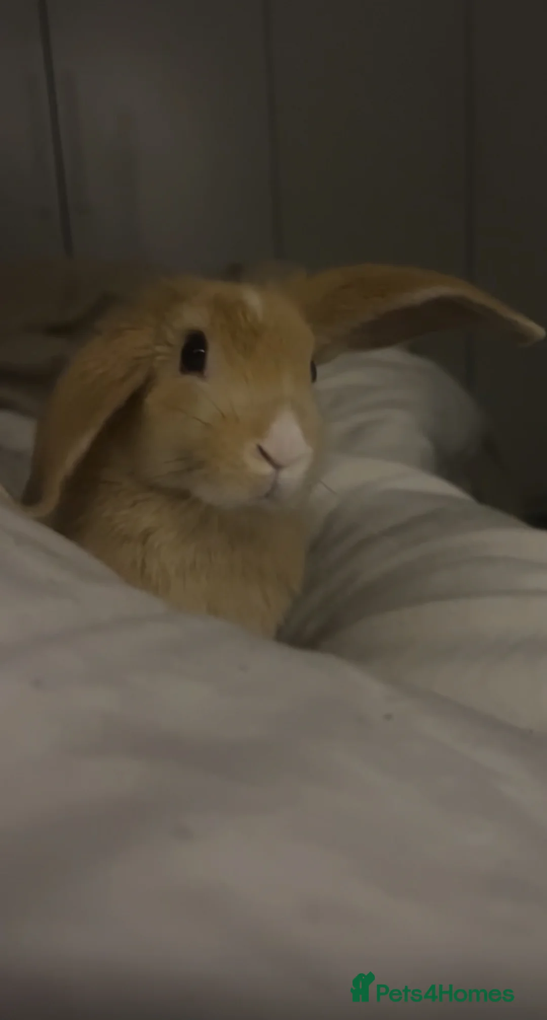 English Lop rabbits for sale: Koazy, cutest lop for sale  - Advert 1