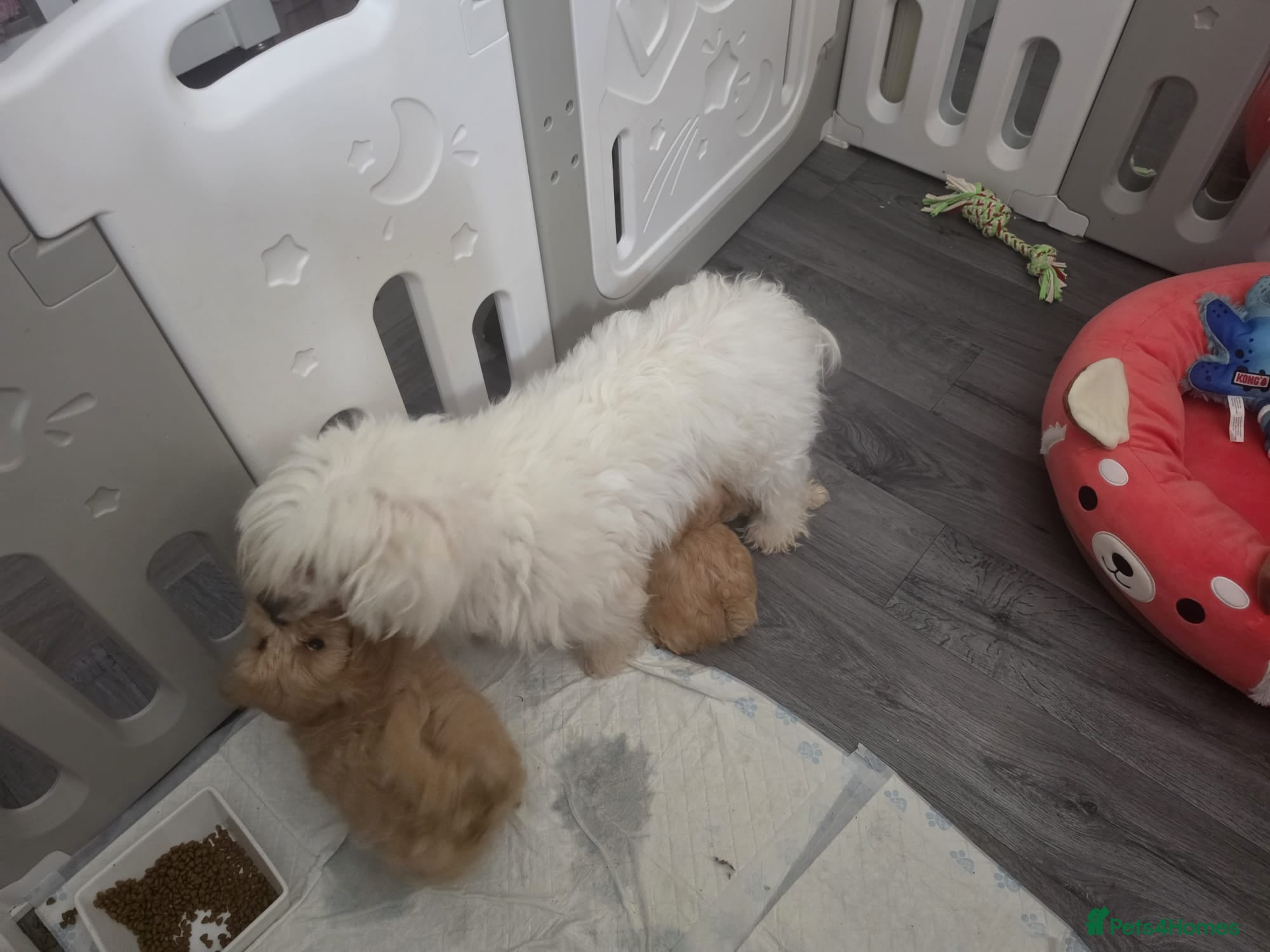 Maltipoo dogs 3 Gorgeous Asian F1 small Maltipoos - Advert 1
