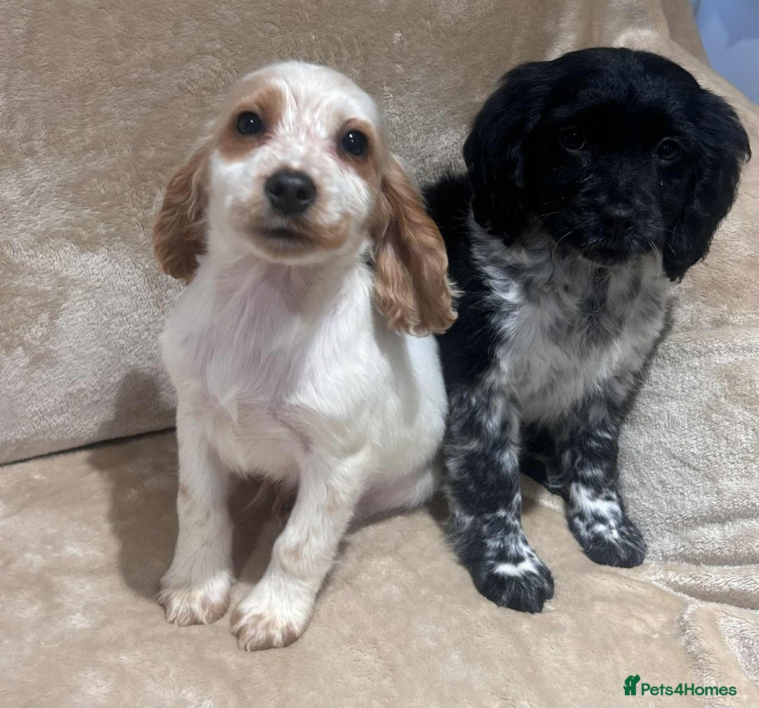 Cockapoo dogs for sale: Stunning cockapoo puppies - Advert 16
