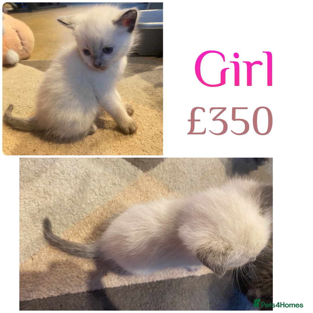 Mixed Breed cats for sale: Ragdoll x Tabbie - Image 7