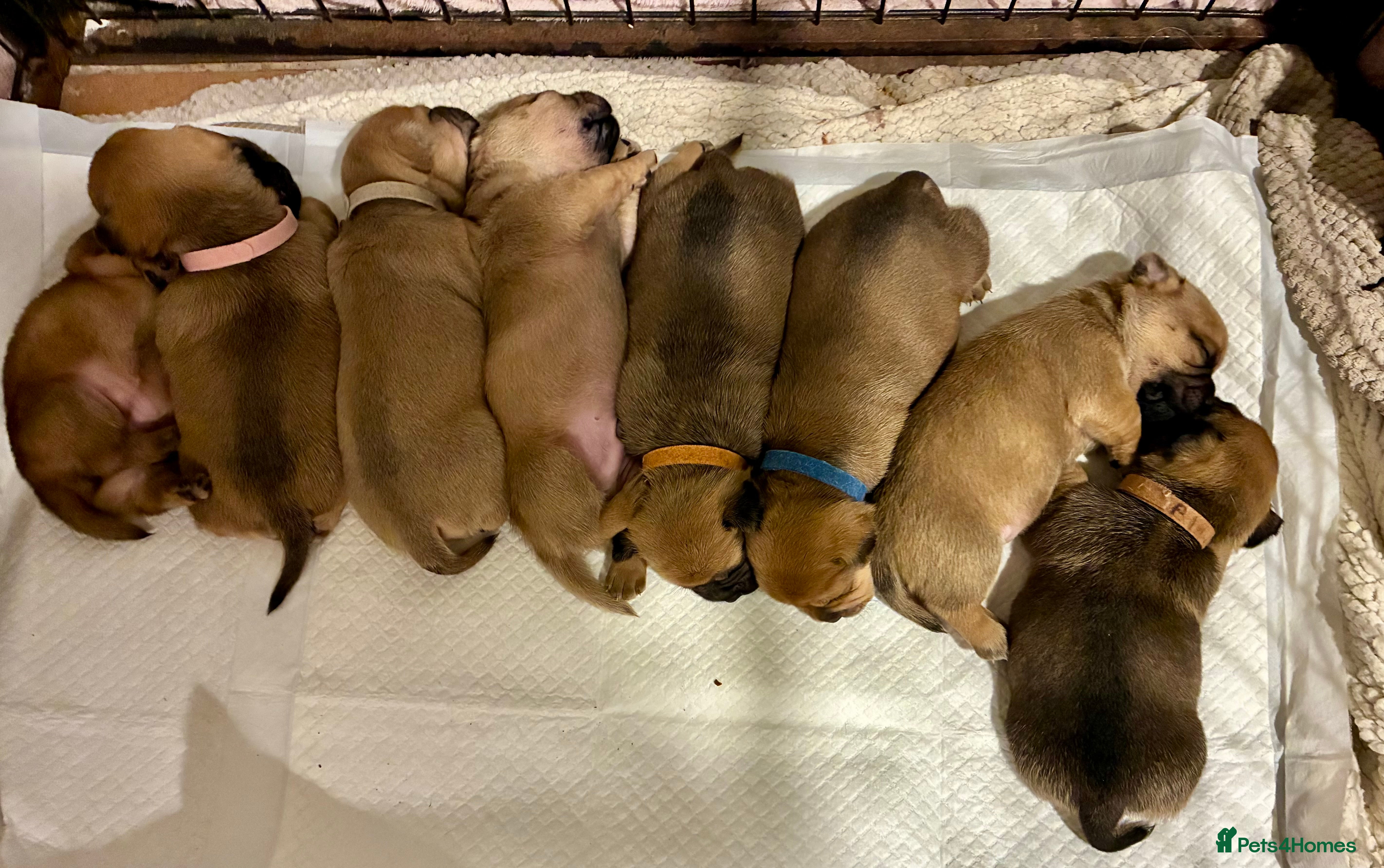 Jug dogs Jug Puppies  - Advert 2