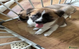 Akita dogs for sale: American akita Female bitches  - Image 15