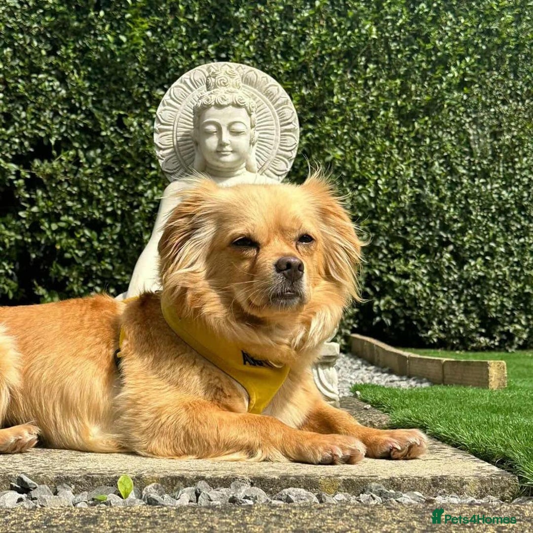 Mixed Breed dogs for adoption: Relaxed Robyn - Image 4