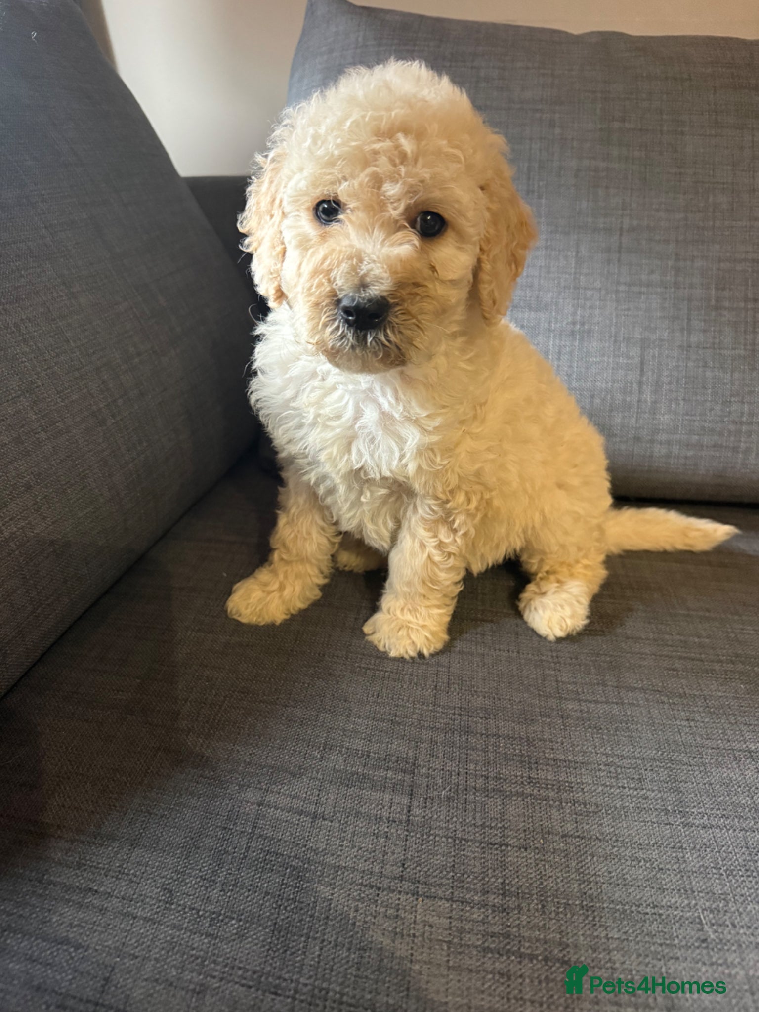 Goldendoodle dogs Goldendoodle puppies for sale ready to leave  - Advert 1