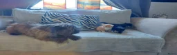 Mixed Breed cats for sale: Beautiful fluffy kittens - Advert 8