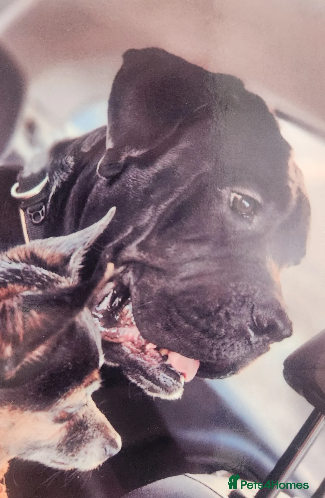 Cane Corso dogs for sale: Beautiful cane corso puppies - Advert 10