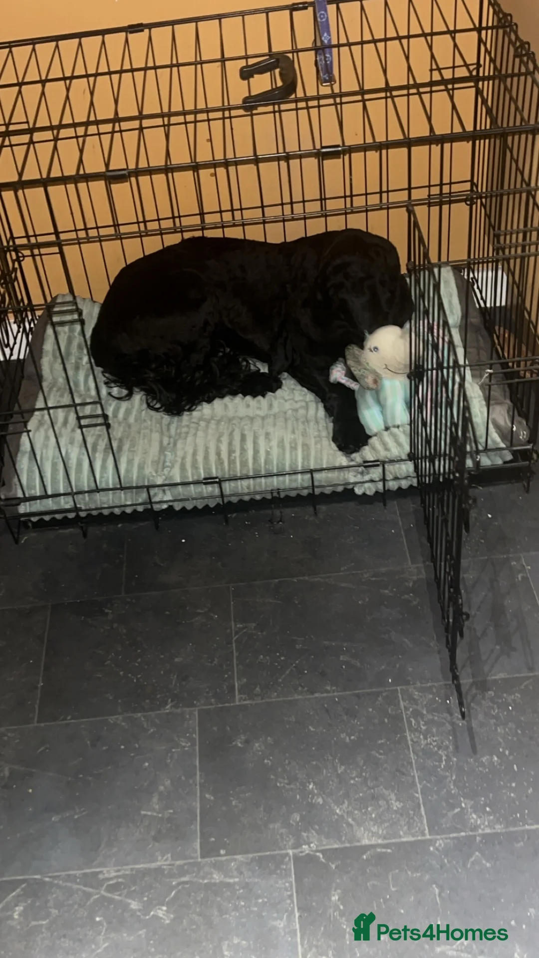 Cockapoo dogs for stud: Beautiful natured cockapoo for stud - Advert 15