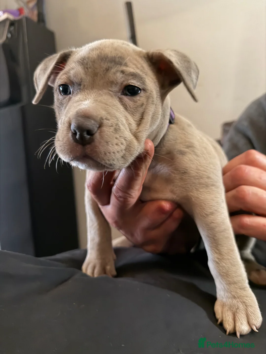 Mixed Breed dogs for sale: American pocket bully - Advert 2