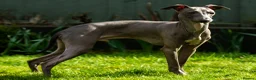 Italian Greyhound dogs for stud: Stud dog in Norfolk in Norwich - Advert 1
