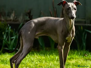 Italian Greyhound dogs Stud dog in Norfolk - Advert 2