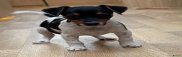 Jack Russell dogs for sale: Traditional short-legged Jack Russell puppy’s. - Advert 19