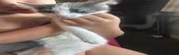 Mixed Breed cats for sale: Last two toe eaters - Advert 4