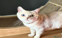 British Shorthair cats for sale: Britishshorthair odd eyes  - Image 3