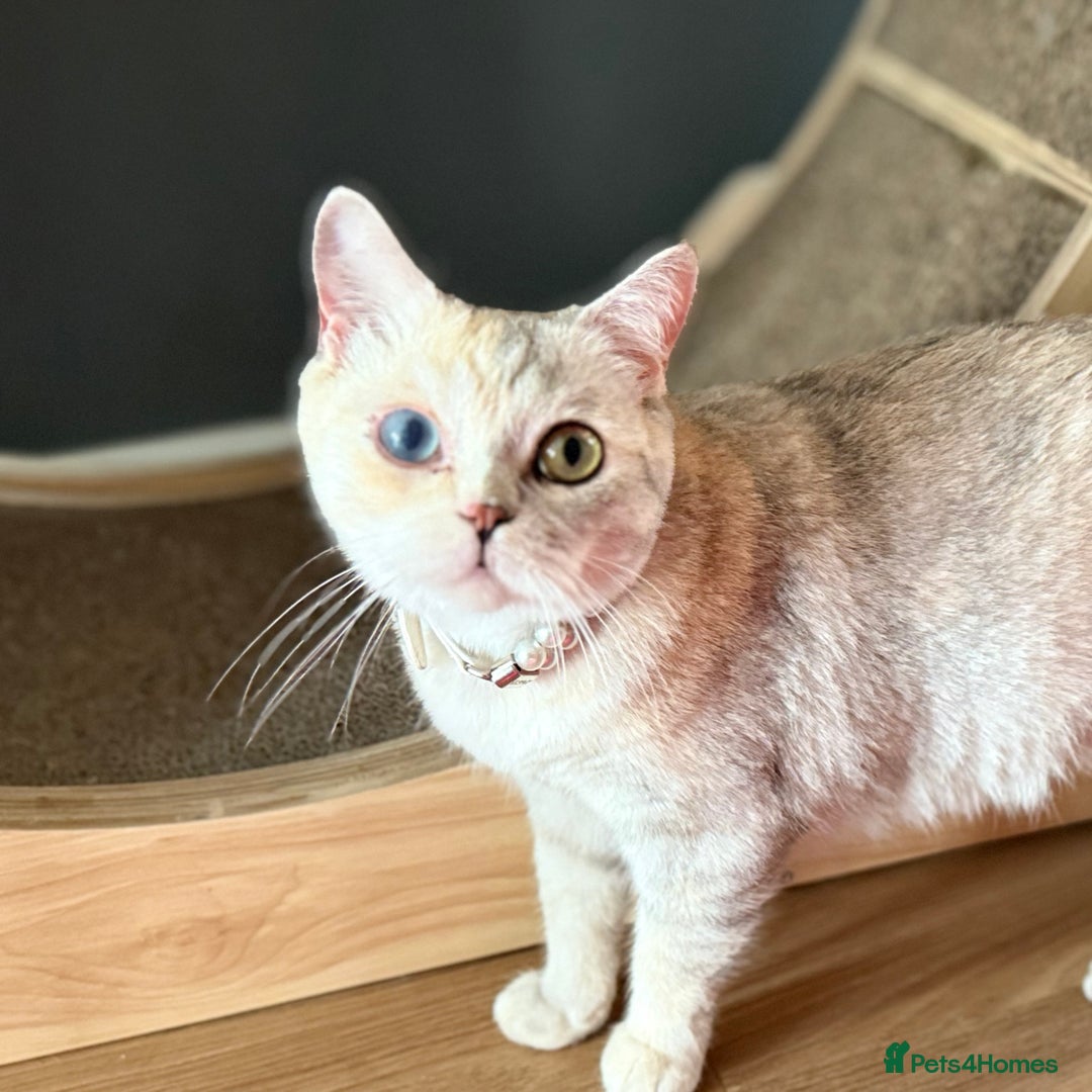 British Shorthair cats for sale: Britishshorthair odd eyes  - Image 3